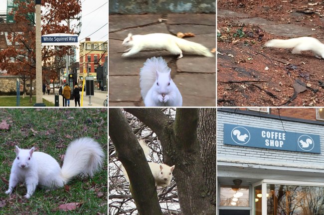 white squirrel_comp_3